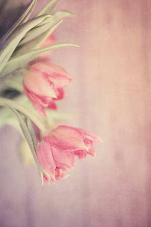 Spring colorful tulips vase warm colors,の写真素材