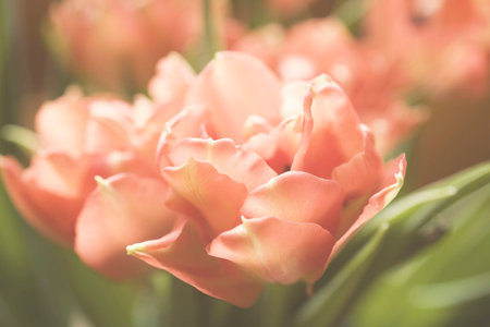 Spring colorful tulips vase warm colors,の写真素材