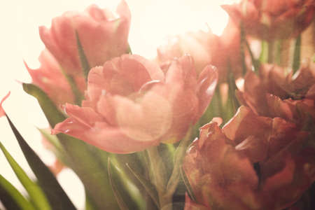Spring colorful tulips vase warm colors,の写真素材