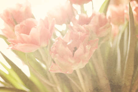 Spring colorful tulips vase warm colors,の写真素材