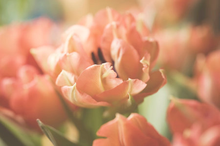 Spring colorful tulips vase warm colors,