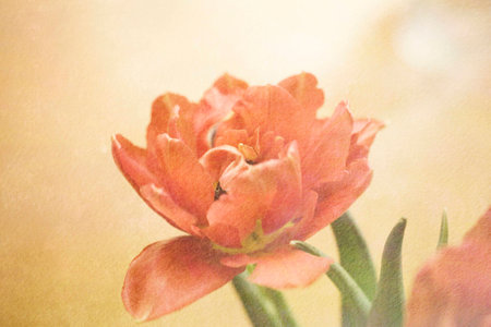 Spring colorful tulips vase warm colors,の写真素材