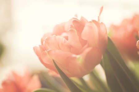 Spring colorful tulips vase warm colors,の写真素材