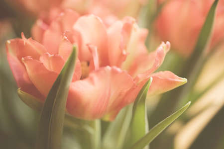 Spring colorful tulips vase warm colors,の写真素材