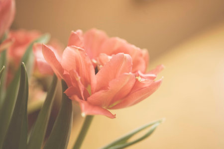 Spring colorful tulips vase warm colors,