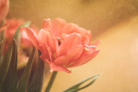 Spring colorful tulips vase warm colors,の写真素材