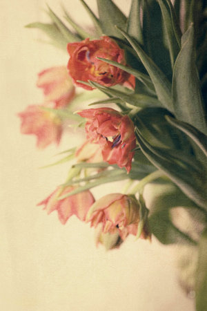 Spring colorful tulips vase warm colors,の写真素材