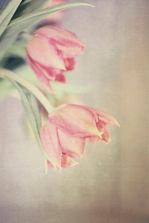 Spring colorful tulips vase warm colors,の写真素材