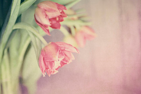 Spring colorful tulips vase warm colors,の写真素材