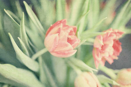 Spring colorful tulips vase warm colors,の写真素材