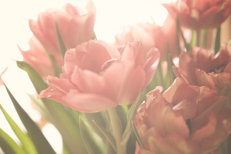Spring colorful tulips vase warm colors,の写真素材
