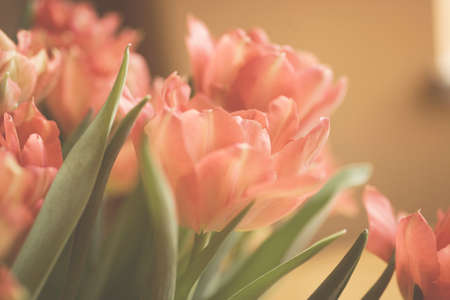 Spring colorful tulips vase warm colors,の写真素材