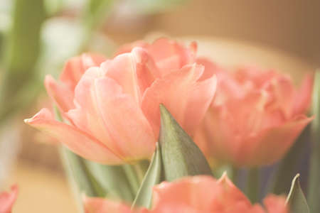 Spring colorful tulips vase warm colors,の写真素材