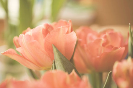 Spring colorful tulips vase warm colors,の写真素材