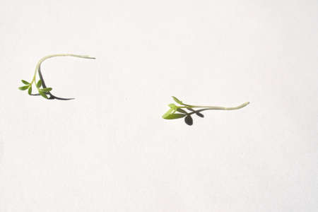 cuckooflower
fresh shoots in the spring sunshineの写真素材