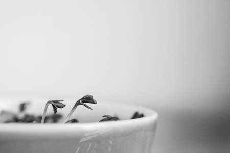cuckooflower Easter in a small porcelain bowl,の写真素材