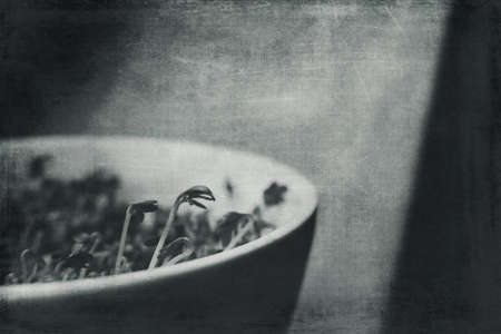 cuckooflower Easter in a small porcelain bowl,の写真素材