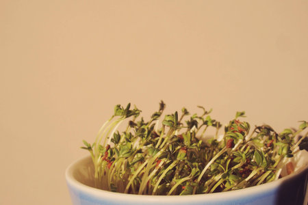 cuckooflower Easter in a small porcelain bowl,の写真素材