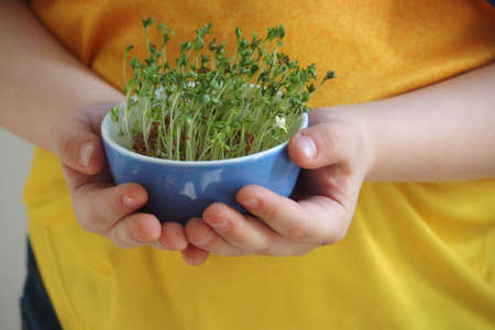cuckooflower Easter in a small porcelain bowl in baby handsの写真素材