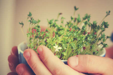 cuckooflower Easter in a small porcelain bowl in baby handsの写真素材