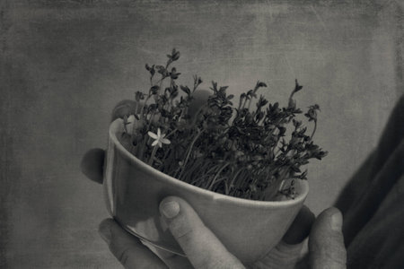 cuckooflower Easter in a small porcelain bowl in baby handsの写真素材