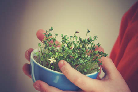 cuckooflower Easter in a small porcelain bowl in baby handsの写真素材