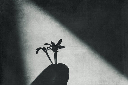 cuckooflower
fresh shoots in the spring sunshineの写真素材