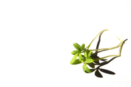 cuckooflower
fresh shoots in the spring sunshineの写真素材