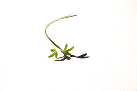cuckooflower
fresh shoots in the spring sunshineの写真素材