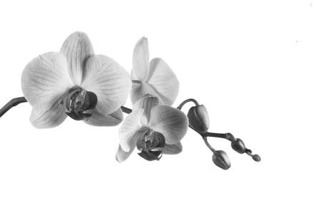 Beautiful blooming orchid on a white backgroundの写真素材