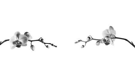 Beautiful blooming orchid on a white backgroundの写真素材