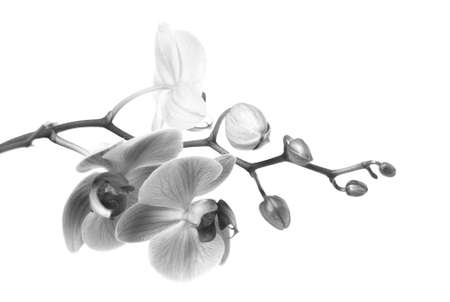 Beautiful blooming orchid on a white backgroundの写真素材