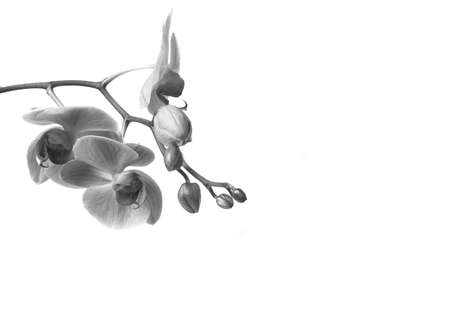 Beautiful blooming orchid on a white backgroundの写真素材