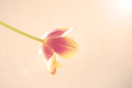 Old red tulip bloomed on a smooth backgroundの写真素材