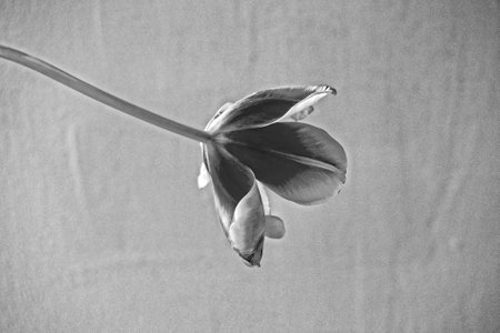 Old red tulip bloomed on a smooth backgroundの写真素材