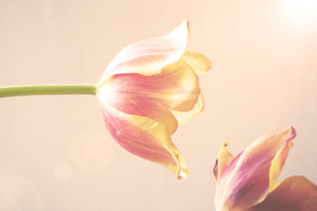 Old red tulip bloomed on a smooth backgroundの写真素材