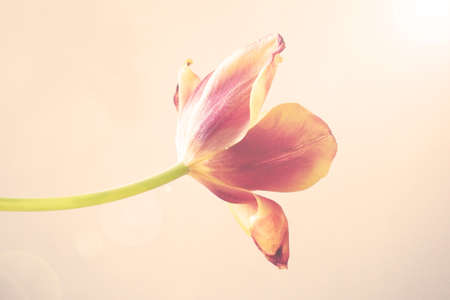 Old red tulip bloomed on a smooth backgroundの写真素材