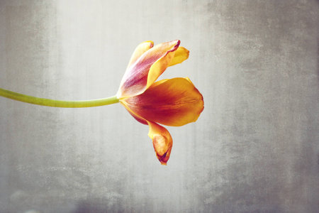 Old red tulip bloomed on a smooth backgroundの写真素材