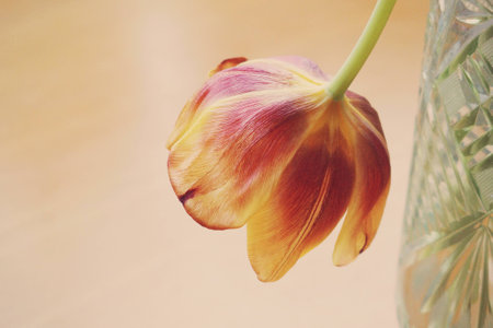 Old red tulip bloomed on a smooth backgroundの写真素材