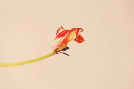Old red tulip bloomed on a smooth backgroundの写真素材