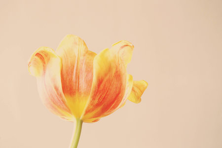 Old red tulip bloomed on a smooth backgroundの写真素材