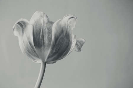 Old red tulip bloomed on a smooth backgroundの写真素材