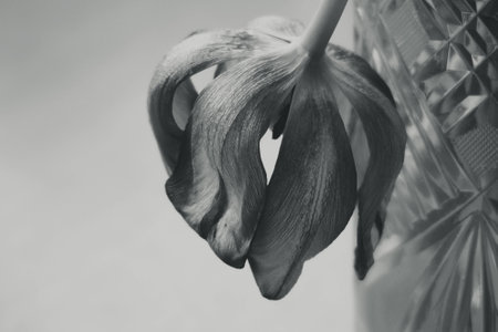 Old red tulip bloomed on a smooth backgroundの写真素材