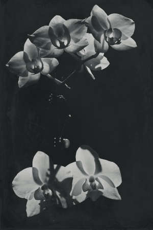 White orchid illuminated by the sun on a black backgroundの写真素材