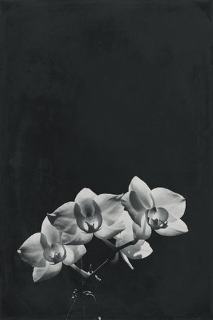 White orchid illuminated by the sun on a black backgroundの写真素材