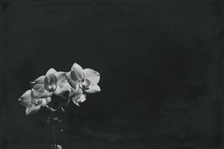 White orchid illuminated by the sun on a black backgroundの写真素材