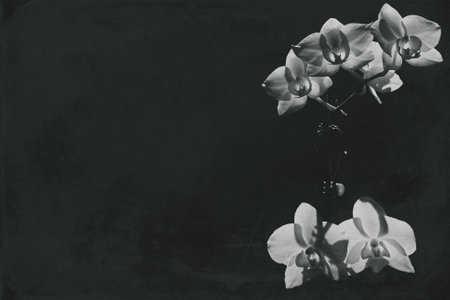 White orchid illuminated by the sun on a black backgroundの写真素材