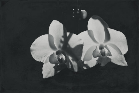 White orchid illuminated by the sun on a black backgroundの写真素材