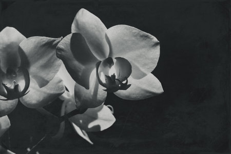 White orchid illuminated by the sun on a black backgroundの写真素材