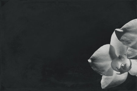 White orchid illuminated by the sun on a black backgroundの写真素材